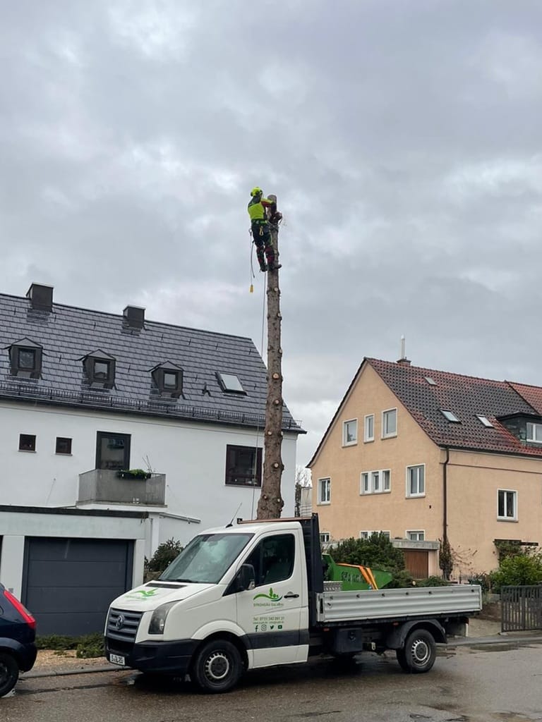 Baumfällung Stuttgart – sichere Baumarbeiten Baumfällung und Baumpflege in Stuttgart durch professionellen Garten- und Landschaftsbau Betrieb